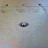 Alice In Chains - Rainier Fog (Splatter coloured) (2LP)